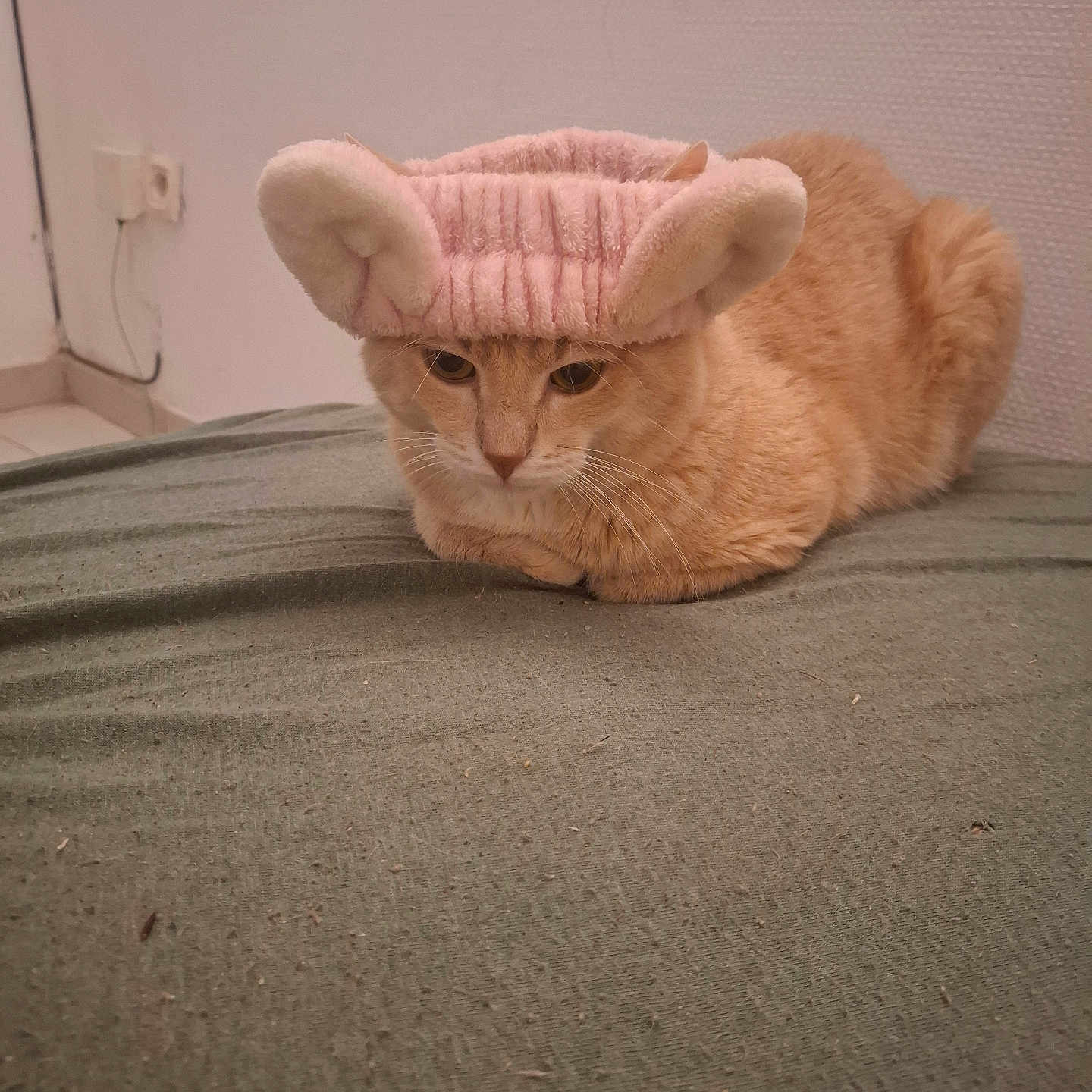Raton participe au concours pour gagner de l'argent avec cette photo : cat, orange_cat, pet, animal, feline, pink_hat, plush_hat, costume, bed, bedroom, indoors, loaf_position, sitting, fur, whiskers, eyes, portrait, cute, funny, home