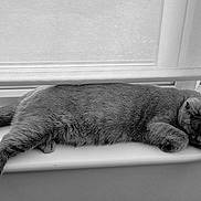 Chase is registered to the contest to win money with this photo: animal, black_and_white, calm, cat, cozy, feline, fur, home, indoor, monochrome, napping, paw, pet, quiet, relaxation, resting, shade, sleeping, window, windowsill