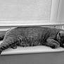 animal, black_and_white, calm, cat, cozy, feline, fur, home, indoor, monochrome, napping, paw, pet, quiet, relaxation, resting, shade, sleeping, window, windowsill