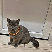 Chase joined the competition — help win amazing prizes! accessory, animal, calm, cat, cute, domestic_cat, door, ears, feline, floor, gold_chain, gray_cat, indoor, looking_at_camera, pet, portrait, sitting, tail, tile_floor, whiskers