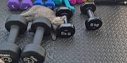 Chase is registered to the contest to win money with this photo: cat, cozy, cute, dumbbells, exercise, fitness, floor_mat, gray_cat, gym_equipment, home_gym, indoor, kitten, paw, pet, quiet, relaxation, resting, sleeping, small_animal, weights