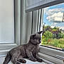 Chase is registered to the contest to win money with this photo: animal, cat, close_up, cloudy_sky, curious, domestic_cat, feline, gray_cat, greenery, indoor, kitten, looking_outside, nature_outside, pet, quiet, relaxing, sunlight, window, windowsill, young_cat