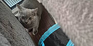 Chase joined the competition — help win amazing prizes! blanket, cat, couch, cozy, curiosity, curious, cute, domestic_cat, floor, furniture, gray_cat, home, indoor, kitten, peeking, pet, playful, small_animal, wide_eyes, wooden_floor
