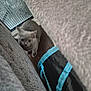 Chase joined the competition — help win amazing prizes! blanket, cat, couch, cozy, curiosity, curious, cute, domestic_cat, floor, furniture, gray_cat, home, indoor, kitten, peeking, pet, playful, small_animal, wide_eyes, wooden_floor