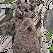 Chase is registered to the contest to win money with this photo: animal, blanket, cat, close_up, curious, cute, fur, gray_cat, indoor, kitten, lying_down, patterned_blanket, paw, pet, playful, soft_fur, tongue_out, whiskers, wide_eyes, young_cat