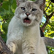 Minxy joined the competition — help win amazing prizes! animal, branch, cat, closeup, curious, daylight, expression, eye_contact, feline, fruit, greenery, leaves, mammal, nature, outdoor, paw, pet, tree, whiskers, wildlife
