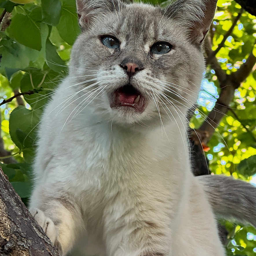 Minxy joined the competition — help win amazing prizes! animal, branch, cat, closeup, curious, daylight, expression, eye_contact, feline, fruit, greenery, leaves, mammal, nature, outdoor, paw, pet, tree, whiskers, wildlife