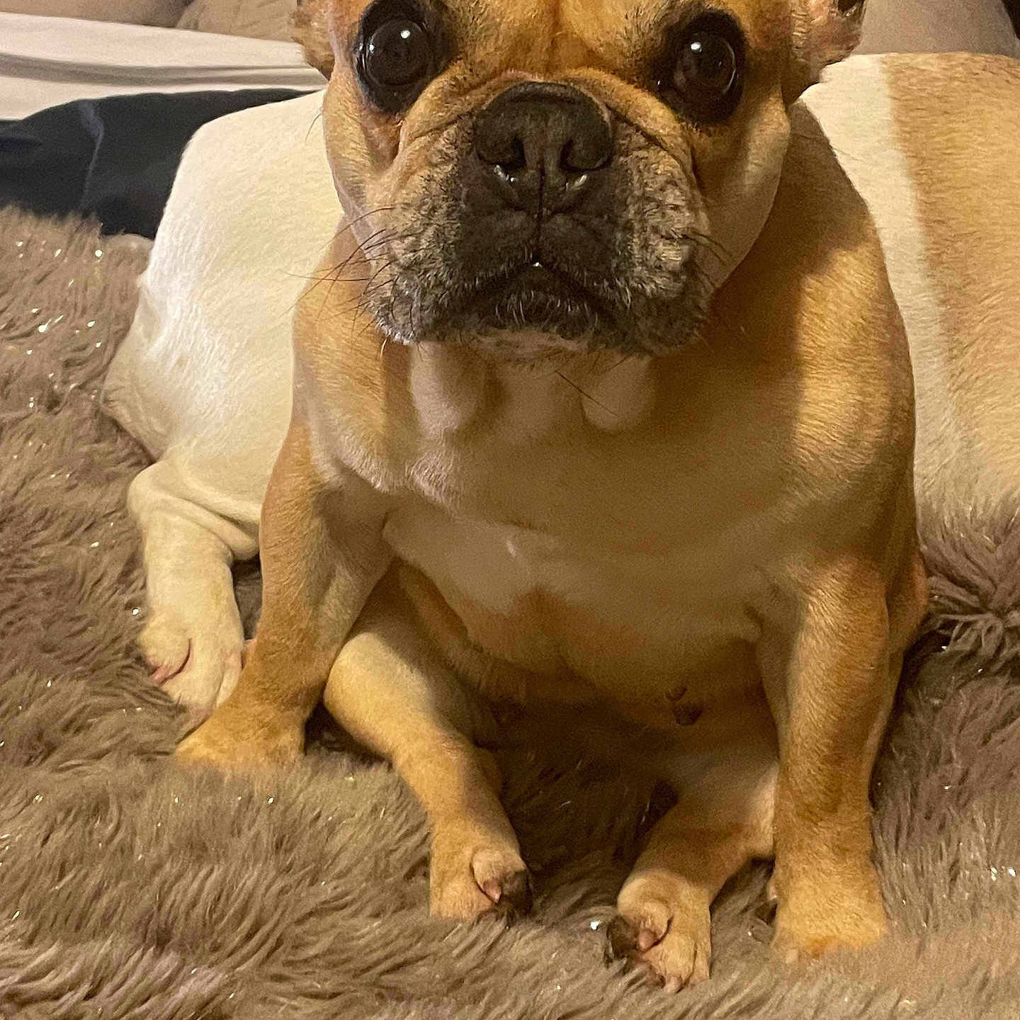 Orezza a rejoint le concours — aidez-le/la à gagner de superbes lots ! animal, boxer, bulldog, canine, dog, frenchbulldog, pet, pitbull, puppy, snout