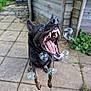 Cerberus joined the competition — help win amazing prizes! action_shot, animal, backyard, black_dog, bubbles, canine, daylight, dog, grass, greenery, jumping, mouth_open, outdoor, patio, paving_stones, pet, playful, teeth, tongue, wooden_shed