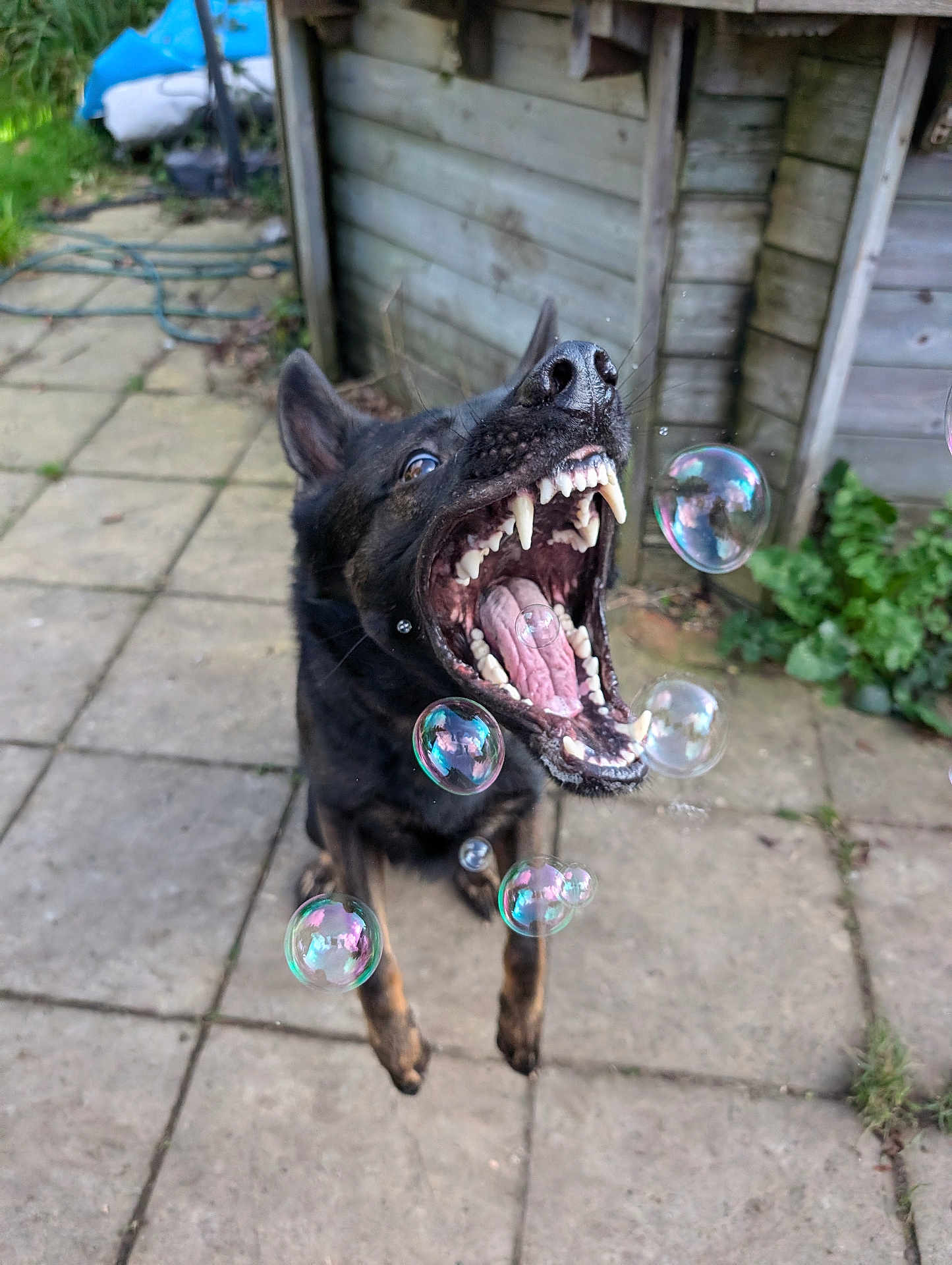 Cerberus