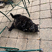 Kokotte participe au concours pour gagner de l'argent avec cette photo : cat, tortoiseshell, outdoor, patio, stone_floor, green_metal_chair, relaxed, pet, animal, fur, legs, curious, lying_down, feline, nature, daylight, closeup, domestic_cat, cute, playful