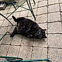 cat, tortoiseshell, outdoor, patio, stone_floor, green_metal_chair, relaxed, pet, animal, fur, legs, curious, lying_down, feline, nature, daylight, closeup, domestic_cat, cute, playful