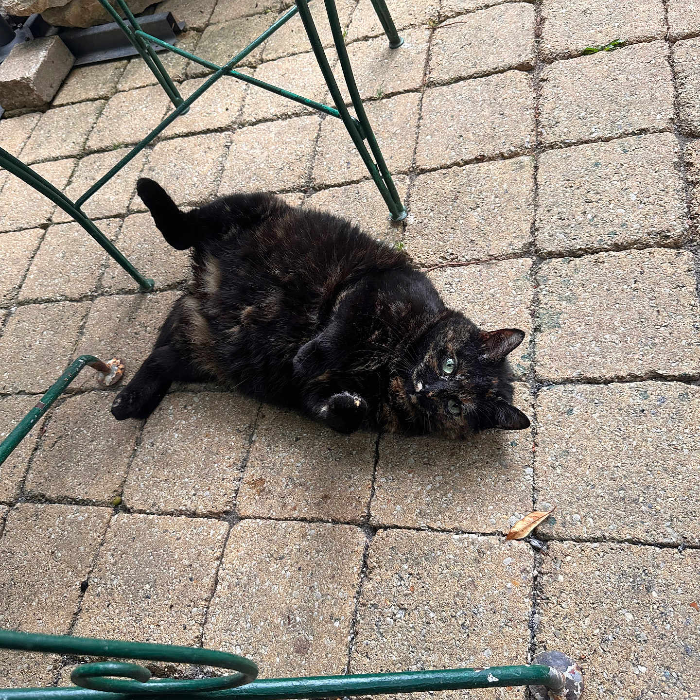 Kokotte participe au concours pour gagner de l'argent avec cette photo : animal, cat, closeup, curious, cute, daylight, domestic_cat, feline, fur, green_metal_chair, legs, lying_down, nature, outdoor, patio, pet, playful, relaxed, stone_floor, tortoiseshell