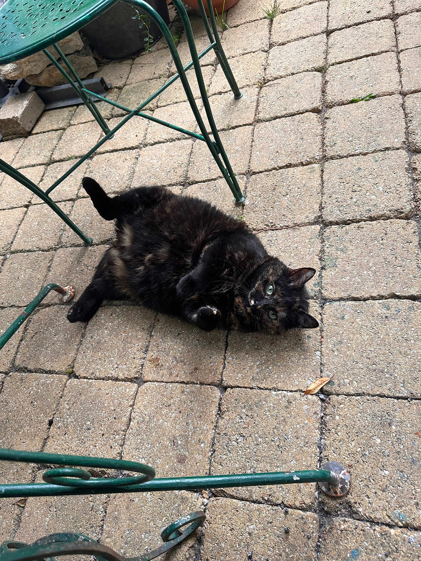 Kokotte participe au concours pour gagner de l'argent avec cette photo : cat, tortoiseshell, outdoor, patio, stone_floor, green_metal_chair, relaxed, pet, animal, fur, legs, curious, lying_down, feline, nature, daylight, closeup, domestic_cat, cute, playful