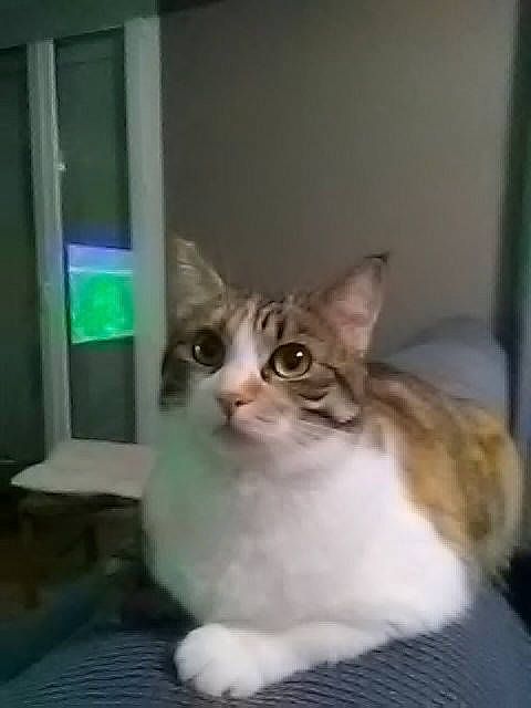 Lilas a rejoint le concours — aidez-le/la à gagner de superbes lots ! carnivore, cat, domestic_short_haired_cat, door, eye, felidae, fur, sitting, small_to_medium_sized_cats, snout, terrestrial_animal, whiskers, window