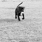 Basti is registered to the contest to win money with this photo: dog, puppy, grass, field, outdoor, playful, running, black_and_white, animal, pet, toy, nature, canine, young_dog, collar, active, grass_field, daytime, mammal, walking