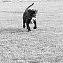 dog, puppy, grass, field, outdoor, playful, running, black_and_white, animal, pet, toy, nature, canine, young_dog, collar, active, grass_field, daytime, mammal, walking