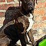 Basti joined the competition — help win amazing prizes! dog, brindle, chain_collar, brick_wall, shadow, sunlight, pet, animal, sitting, outdoor, facing_camera, alert, brown, white_chest, paw, concrete_floor, green_object, daylight, portrait, companion