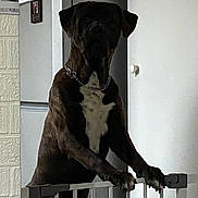 Basti joined the competition — help win amazing prizes! dog, brindle, white_chest, baby_gate, indoor, pet, canine, fence, guard, curious, shadow, chain_collar, domestic, animal, standing, paw, doorway, home, quiet, watchful