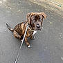 Basti joined the competition — help win amazing prizes! dog, brindle, leash, pavement, outdoor, pet, canine, sitting, obedient, urban, street, collar, animal, cute, waiting, brown, white_paws, young_dog, alert, friendly