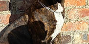 Basti is registered to the contest to win money with this photo: dog, brindle, collar, chain, sitting, brick_wall, sunlight, shadow, outdoor, pet, canine, closeup, portrait, fur, animal, alert, looking_away, daylight, concrete, green_object