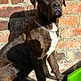 dog, brindle, collar, chain, sitting, brick_wall, sunlight, shadow, outdoor, pet, canine, closeup, portrait, fur, animal, alert, looking_away, daylight, concrete, green_object