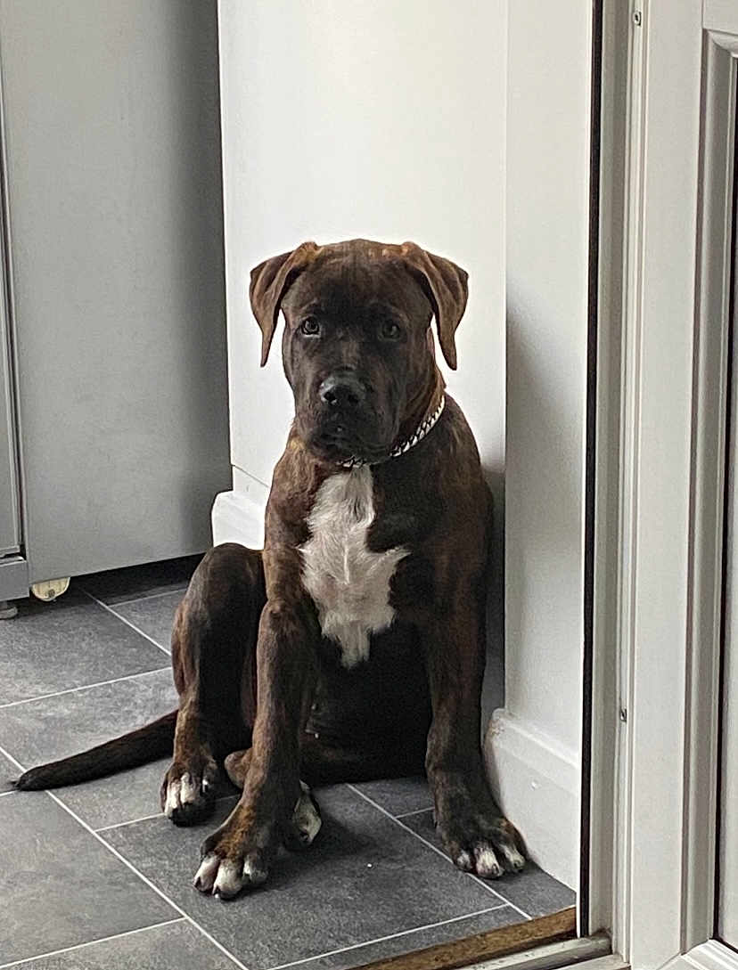 Basti joined the competition — help win amazing prizes! dog, brindle, sitting, indoor, tile_floor, white_wall, collar, pet, canine, paw, ears, brown, black, white_chest, looking_at_camera, corner, doorframe, floor, young_dog, calm