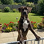 Basti is registered to the contest to win money with this photo: dog, brindle, garden, flowers, greenery, sunny, blue_sky, fence, gate, pavement, outdoor, pet, canine, collar, standing, paw, nature, summer, backyard, daylight