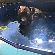 Maïko participe au concours pour gagner de l'argent avec cette photo : animal, backyard, blue, canine, daylight, dog, domestic_animal, leisure, mammal, outdoor, pet, pool, puddle, reflection, relaxing, summer, sunlight, sunshine, water, wet