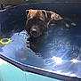 animal, backyard, blue, canine, daylight, dog, domestic_animal, leisure, mammal, outdoor, pet, pool, puddle, reflection, relaxing, summer, sunlight, sunshine, water, wet