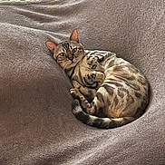 Sherkan participe au concours pour gagner de l'argent avec cette photo : cat, bengal_cat, curled_up, blanket, cozy, relaxed, pet, feline, indoor, fur, striped, ears, whiskers, paws, resting, soft_texture, home, comfortable, animal, sleepy