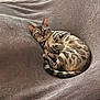 cat, bengal_cat, curled_up, blanket, cozy, relaxed, pet, feline, indoor, fur, striped, ears, whiskers, paws, resting, soft_texture, home, comfortable, animal, sleepy