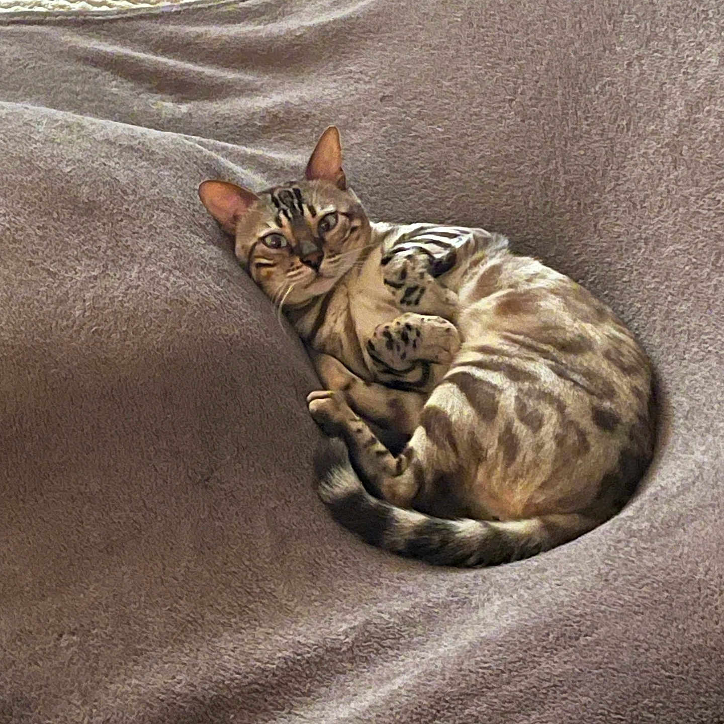 Sherkan participe au concours pour gagner de l'argent avec cette photo : animal, bengal_cat, blanket, cat, comfortable, cozy, curled_up, ears, feline, fur, home, indoor, paws, pet, relaxed, resting, sleepy, soft_texture, striped, whiskers