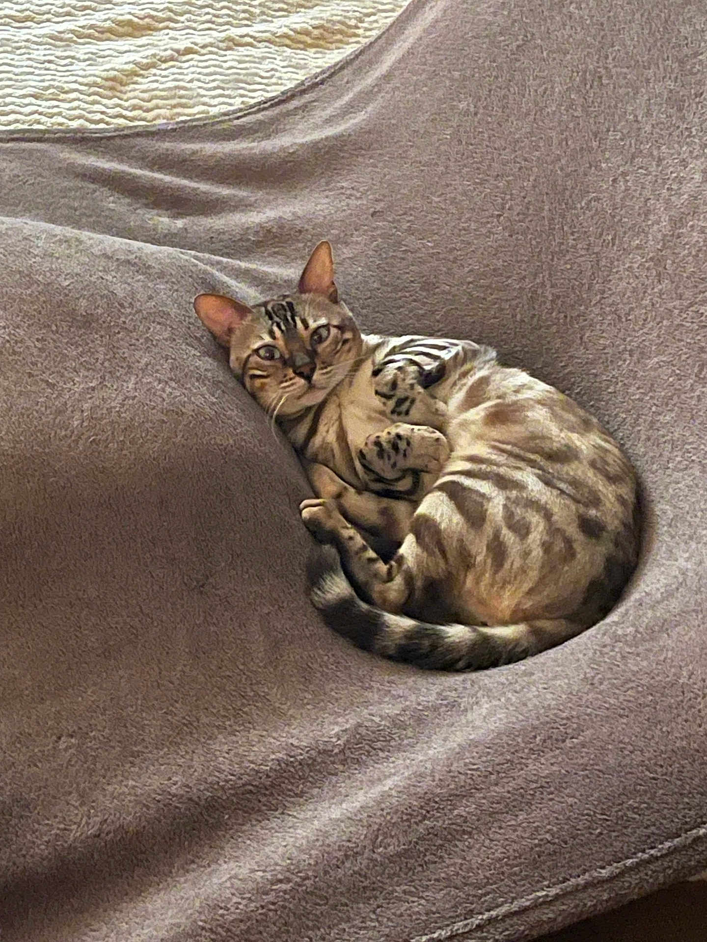 Sherkan participe au concours pour gagner de l'argent avec cette photo : cat, bengal_cat, curled_up, blanket, cozy, relaxed, pet, feline, indoor, fur, striped, ears, whiskers, paws, resting, soft_texture, home, comfortable, animal, sleepy