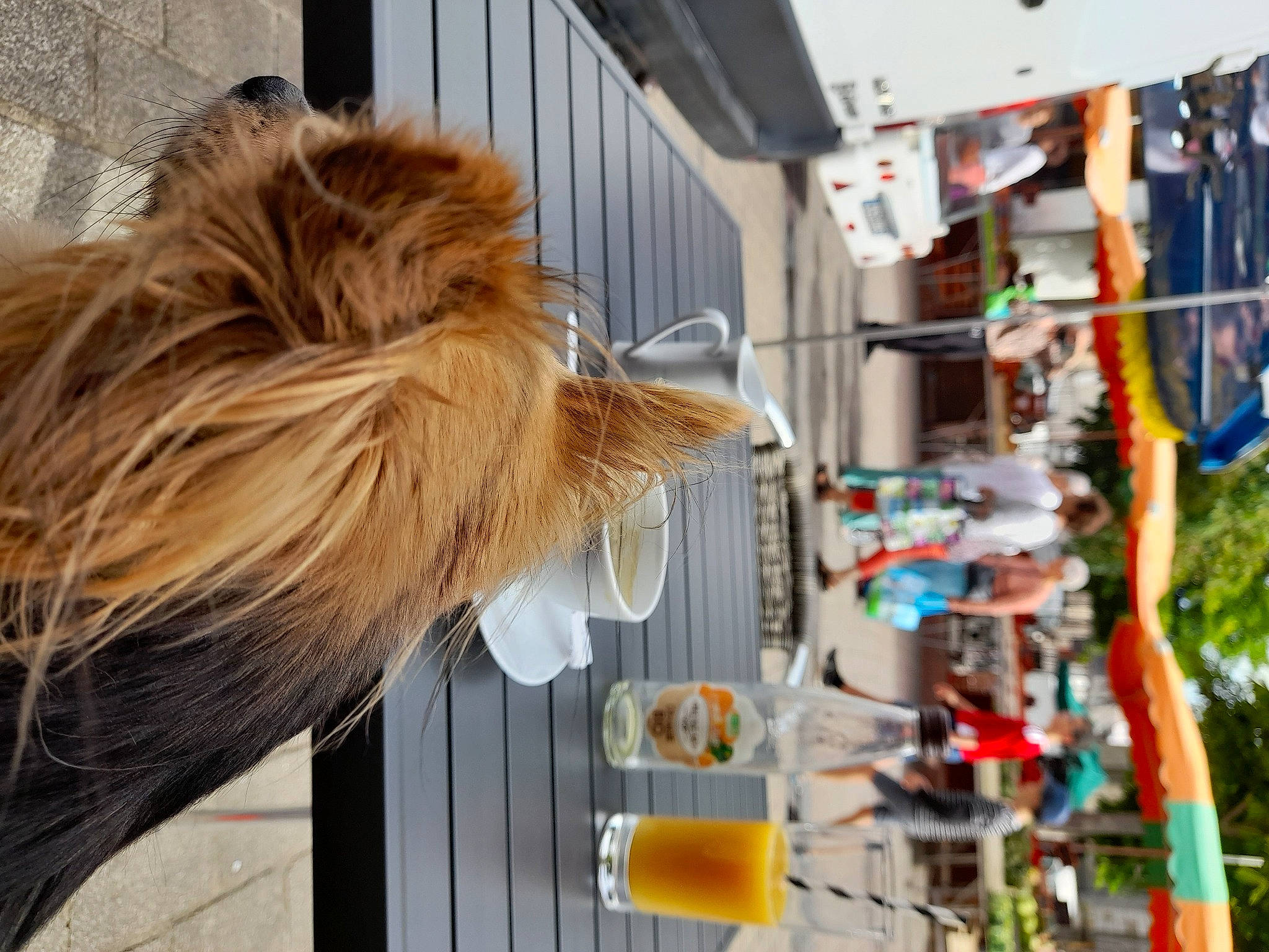 Oups a rejoint le concours — aidez-le/la à gagner de superbes lots ! beak, city, companion_dog, fashion_accessory, fashion_design, feather, fur, hair_coloring, tail, tree