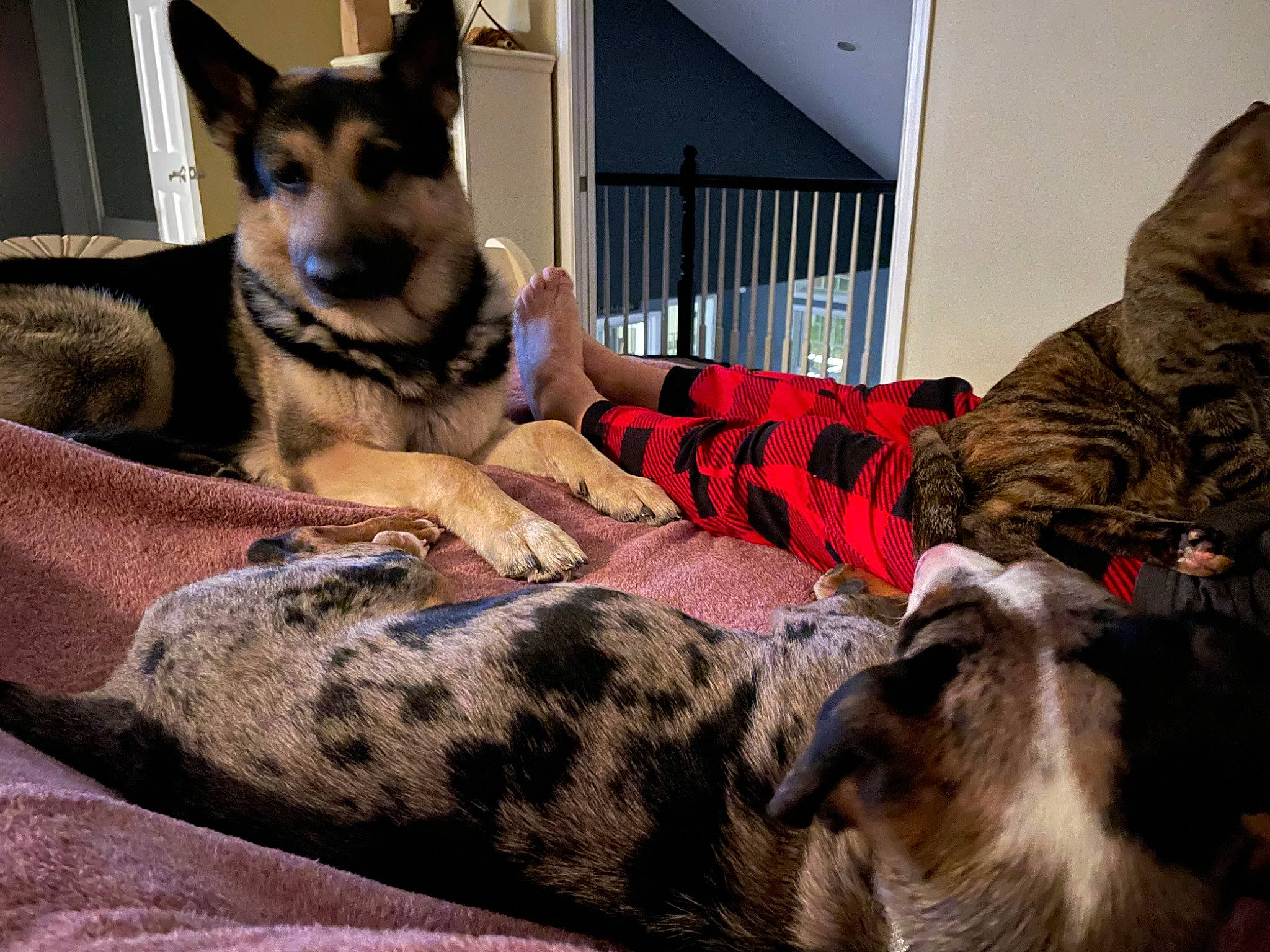 Colt joined the competition — help win amazing prizes! canidae, carnivore, comfort, companion_dog, dog, dog_breed, dog_supply, fawn, felidae, fur, lap, mammal, paw, sitting, snout, sporting_group, vertebrate, whiskers, window, working_animal