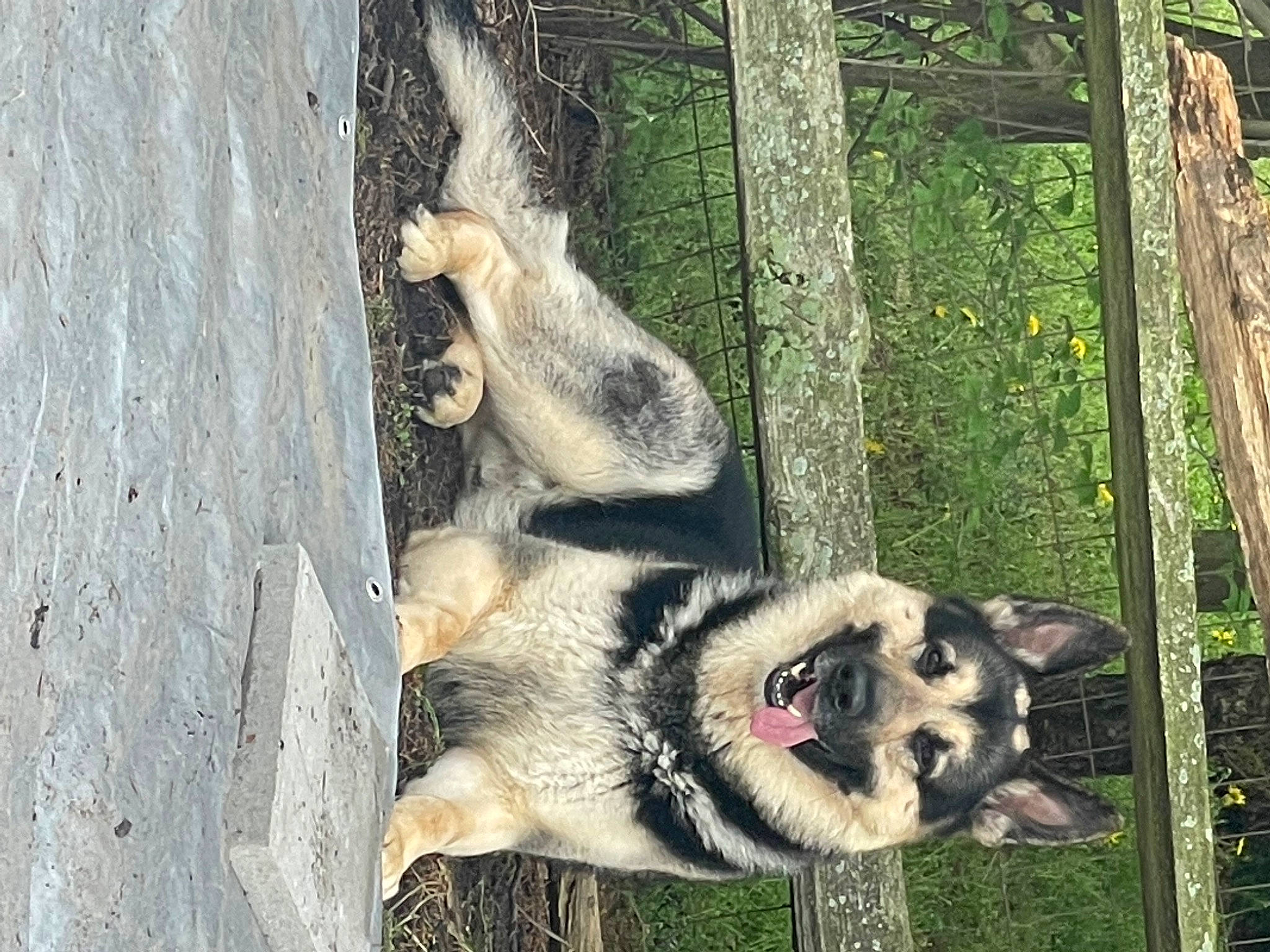 Colt is registered to the contest to win money with this photo: bear, big_cats, canidae, carnivore, dog_breed, fang, fawn, fur, koala, marsupial, paw, plant, snout, tail, terrestrial_animal, tree, trunk, wildlife, wolf, wood