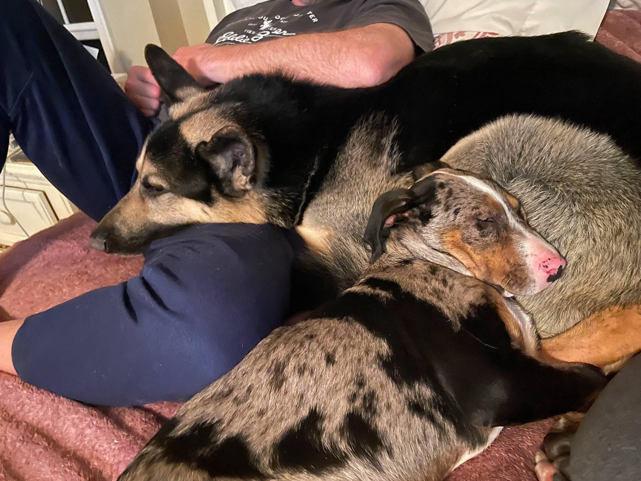 Colt joined the competition — help win amazing prizes! canidae, carnivore, comfort, companion_dog, couch, dog, dog_breed, dog_supply, ear, fur, guard_dog, nap, paw, sitting, snout, sporting_group, tail, terrestrial_animal, working_animal, working_dog