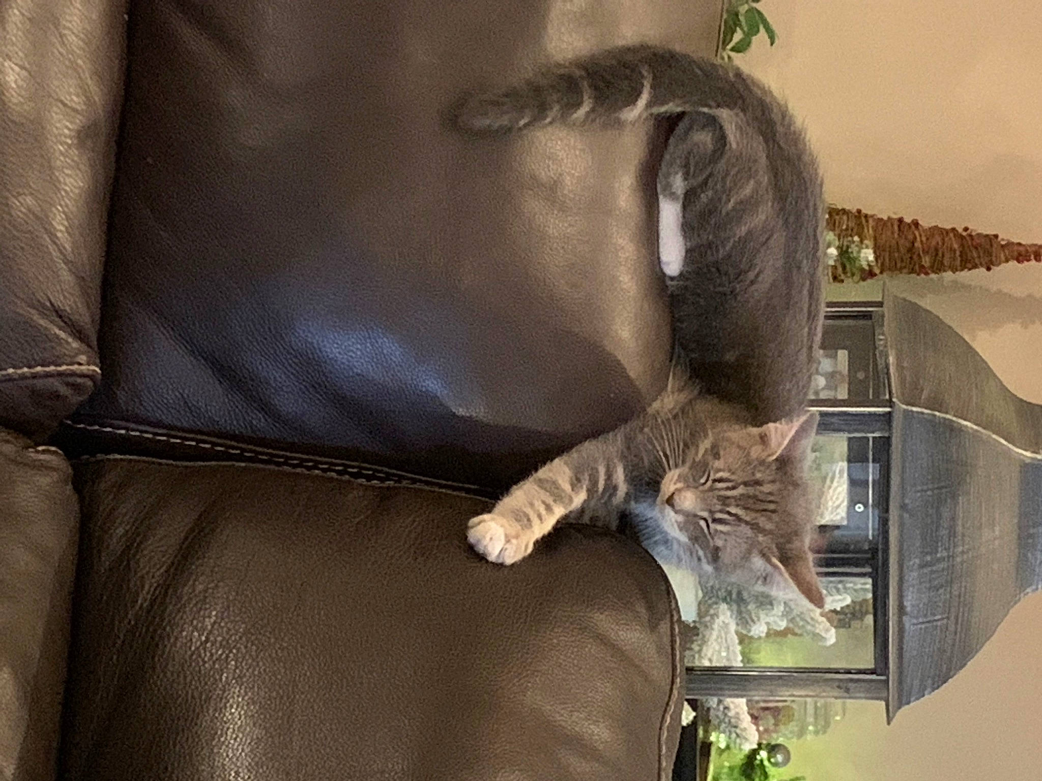 Summer And Winter is registered to the contest to win money with this photo: bag, baggage, carnivore, cat, comfort, couch, fashion_accessory, fawn, felidae, fur, leather, leather_jacket, linens, liver, luggage_and_bags, plant, small_to_medium_sized_cats, tail, whiskers, wood