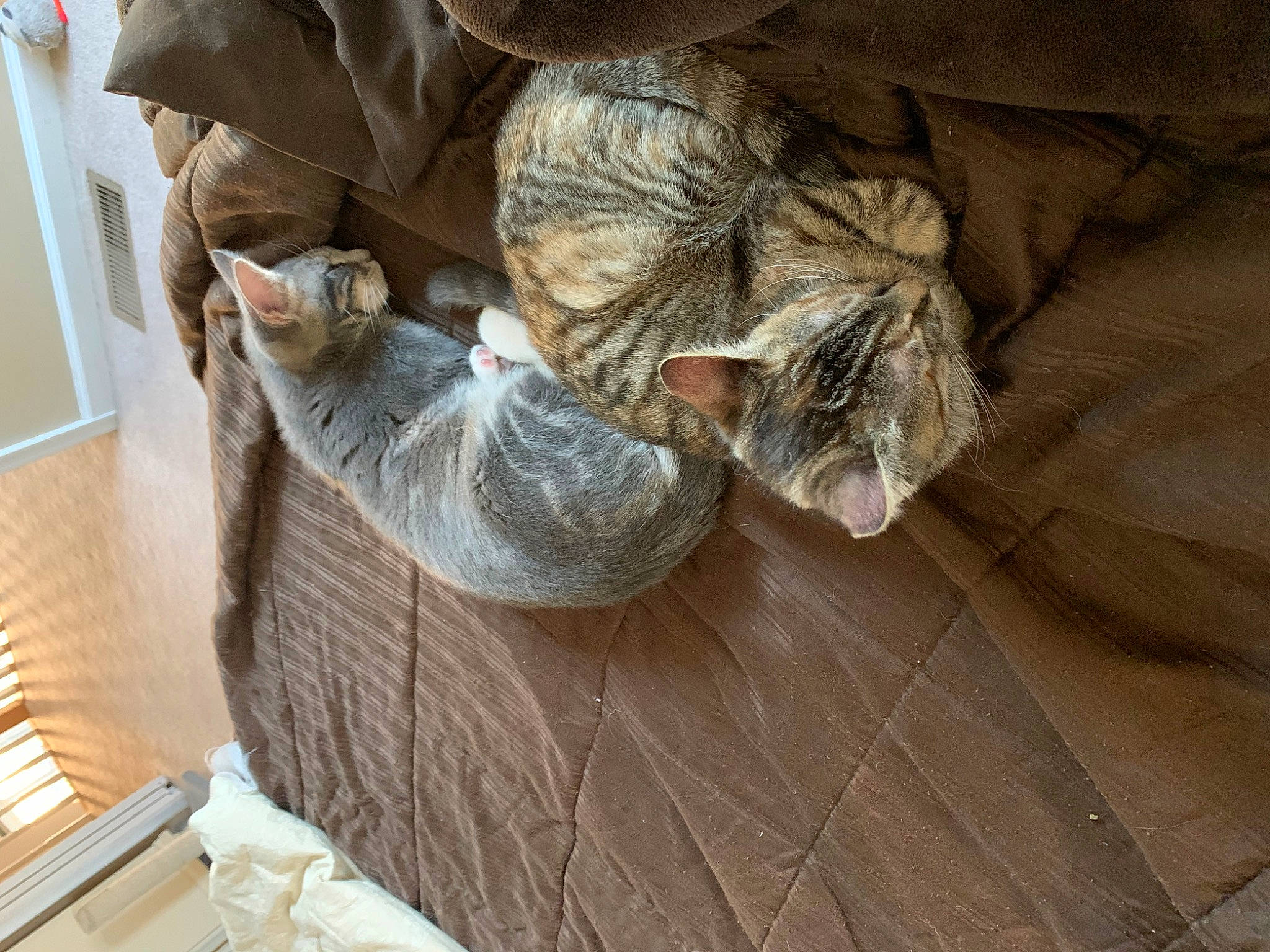 Summer And Winter is registered to the contest to win money with this photo: comfort, domestic_short_haired_cat, felidae, floor, flooring, fur, grey, hardwood, helmet, human_leg, laminate_flooring, personal_protective_equipment, room, sculpture, small_to_medium_sized_cats, statue, whiskers, wood, wood_flooring, wood_stain