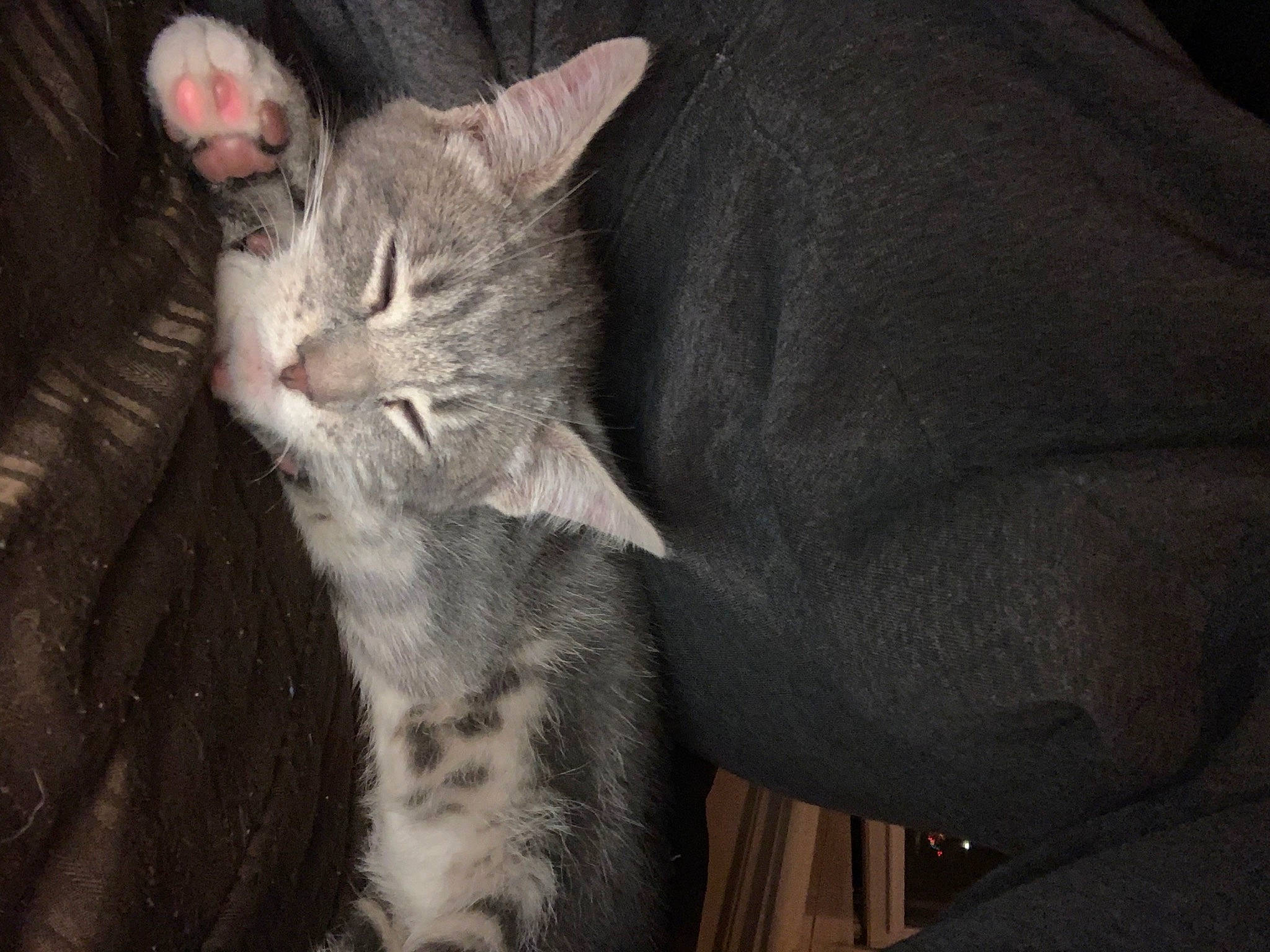 Summer And Winter is registered to the contest to win money with this photo: carnivore, cat, cat_supply, claw, comfort, domestic_short_haired_cat, ear, felidae, fur, gesture, grey, paw, small_to_medium_sized_cats, snout, tail, whiskers