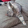 Fifi joined the competition — help win amazing prizes! animal, cat, couch, cozy, cute, domestic_animal, feline, fur, furniture, gray_cat, home, indoor, lazy, paw, pet, relaxed, resting, sleeping, stretching, whiskers