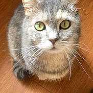 Fifi is registered to the contest to win money with this photo: animal, cat, closeup, curious, cute, domestic_cat, ears, feline, fluffy_tail, fur, gray_cat, green_eyes, indoor, looking_up, pet, portrait, sitting, tabby, whiskers, wooden_floor