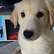 Simba is registered to the contest to win money with this photo: animal, blanket, blurred_background, close_up, cozy, cute, dog, domestic_animal, ears, expression, face, fluffy, fur, indoor, nose, pet, puppy, sitting, television, young
