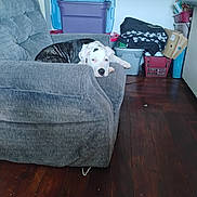 Lillie joined the competition — help win amazing prizes! dog, armchair, gray, indoor, wooden_floor, storage_bins, clutter, relaxed, pet, furniture, canine, resting, white_and_black, domestic, living_room, casual, household, cozy, quiet, floor