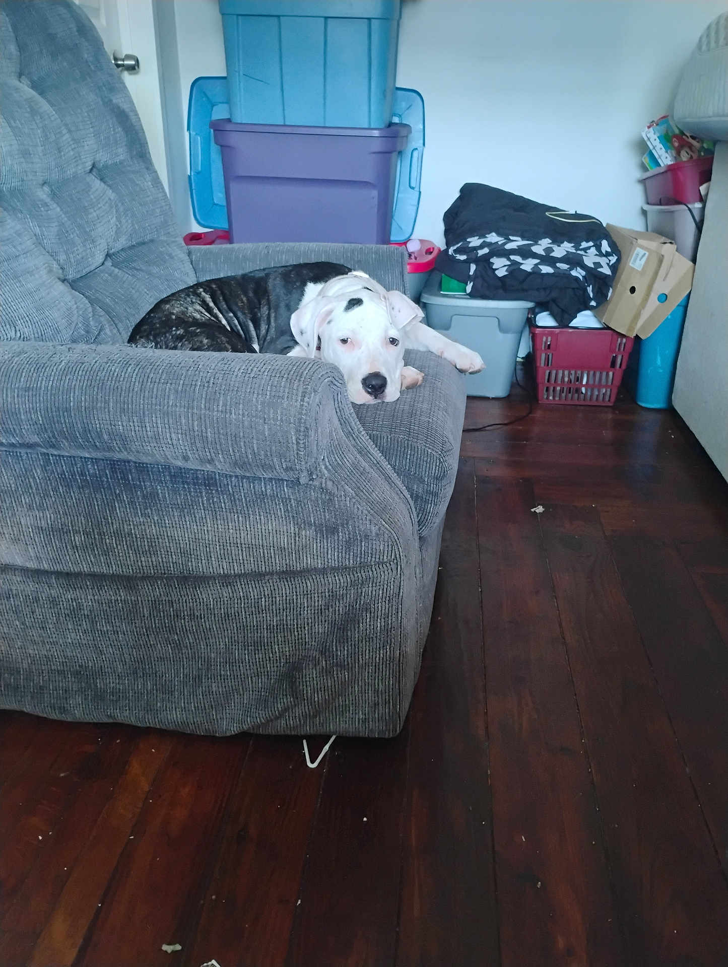 Lillie joined the competition — help win amazing prizes! dog, armchair, gray, indoor, wooden_floor, storage_bins, clutter, relaxed, pet, furniture, canine, resting, white_and_black, domestic, living_room, casual, household, cozy, quiet, floor