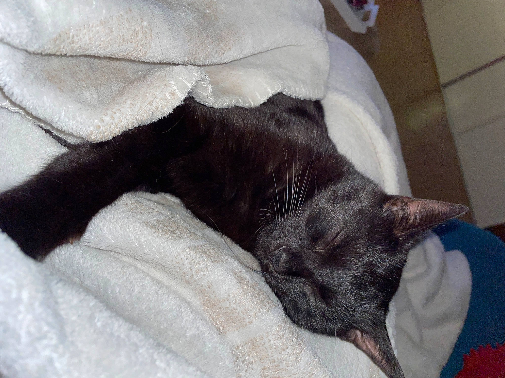 Guzman participe au concours pour gagner de l'argent avec cette photo : black_cat, bombay, canidae, carnivore, cat, claw, comfort, companion_dog, dog_breed, domestic_short_haired_cat, fawn, felidae, fur, grey, linens, small_to_medium_sized_cats, snout, sporting_group, tail, whiskers