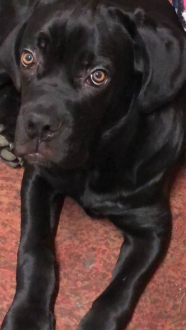 Pumba participe au concours pour gagner de l'argent avec cette photo : black, borador, canidae, carnivore, collar, companion_dog, dog, dog_breed, dog_collar, fawn, fur, guard_dog, gun_dog, liver, plant, snout, sporting_group, terrestrial_animal, whiskers, working_animal