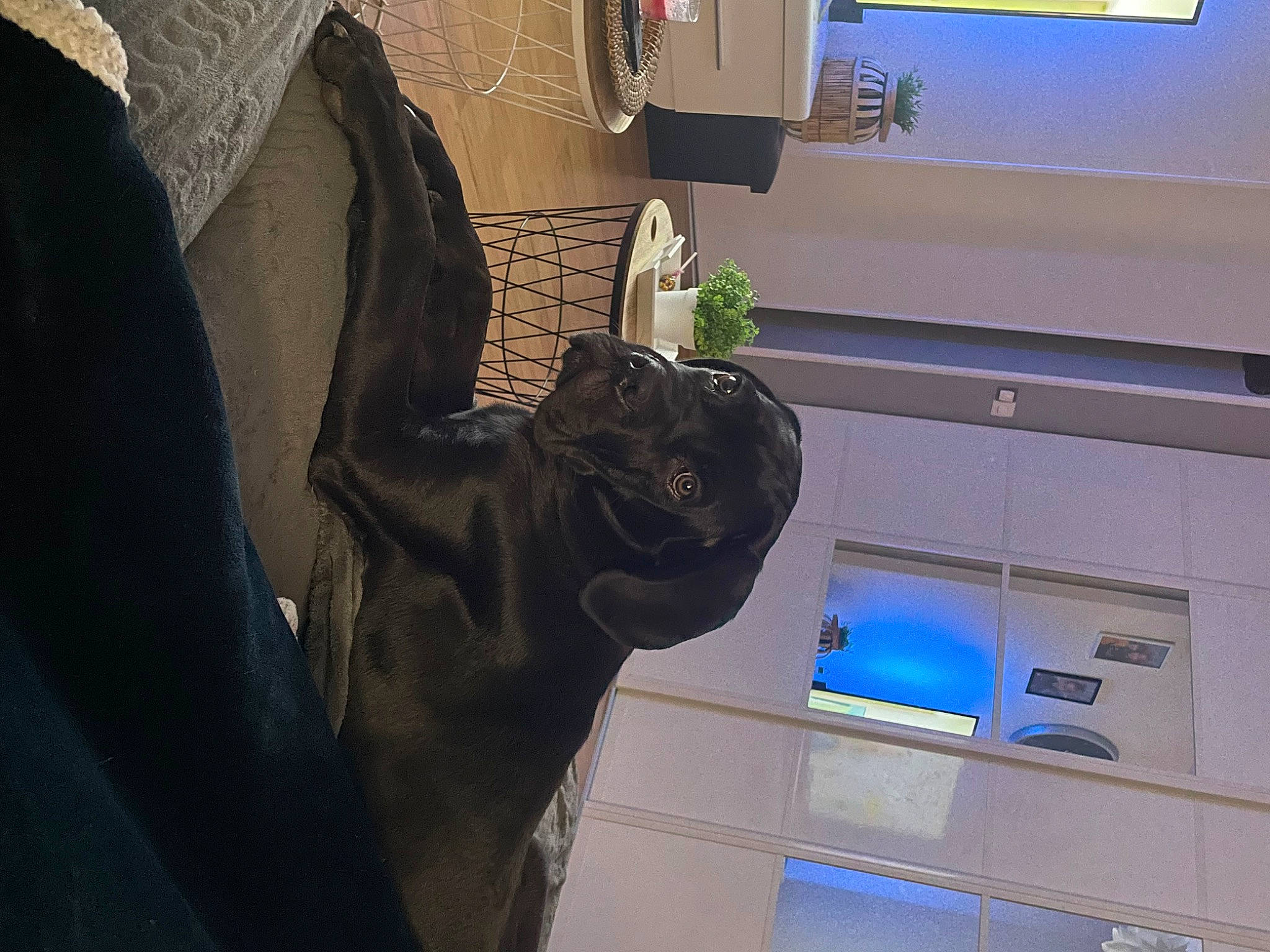 Pumba a rejoint le concours — aidez-le/la à gagner de superbes lots ! art, electric_blue, gesture, houseplant, plant, room, sculpture, shadow, statue, tints_and_shades, visual_arts, window