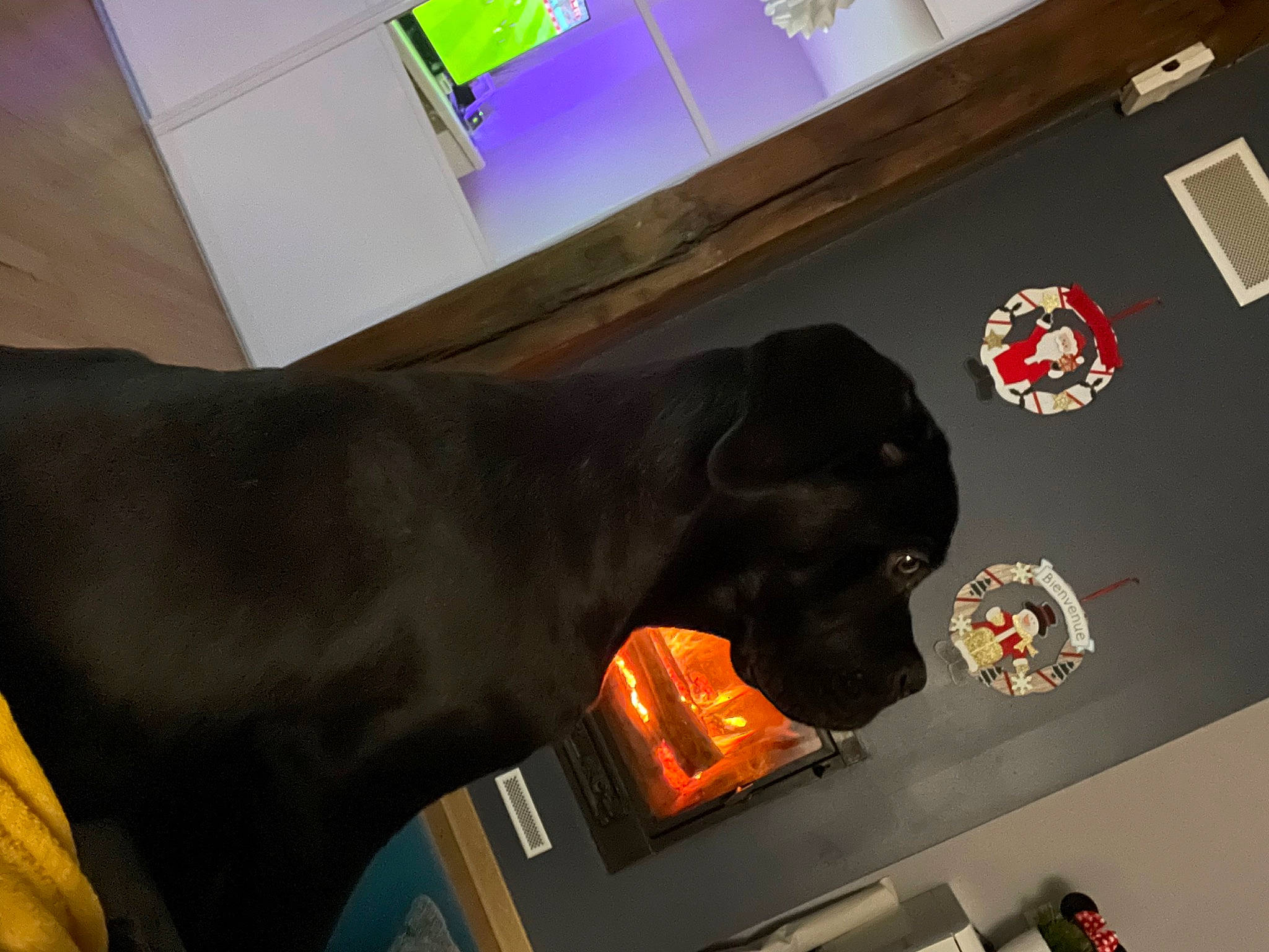 Pumba participe au concours pour gagner de l'argent avec cette photo : auto_part, carnivore, chair, comfort, companion_dog, display_device, dog, dog_breed, event, flooring, gadget, guard_dog, liver, multimedia, room, sporting_group, working_animal